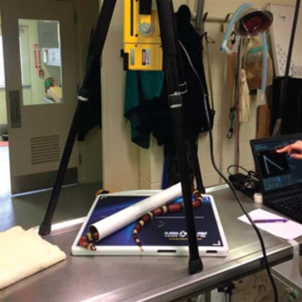 31 Animals Unwillingly Getting X Rayed (31 photos)