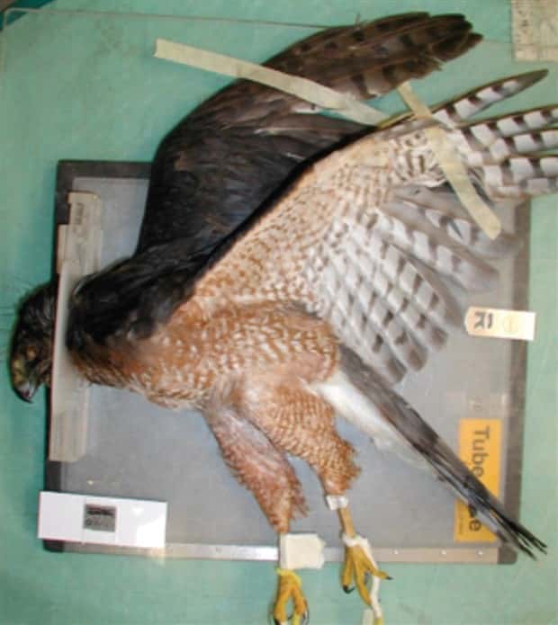 31 Animals Unwillingly Getting X Rayed (31 photos)