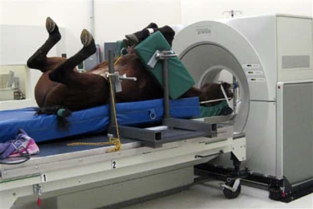 31 Animals Unwillingly Getting X Rayed (31 photos)