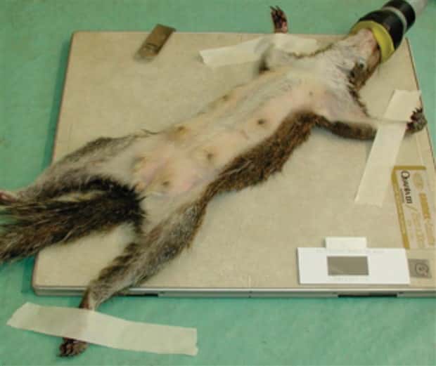 31 Animals Unwillingly Getting X Rayed (31 photos)