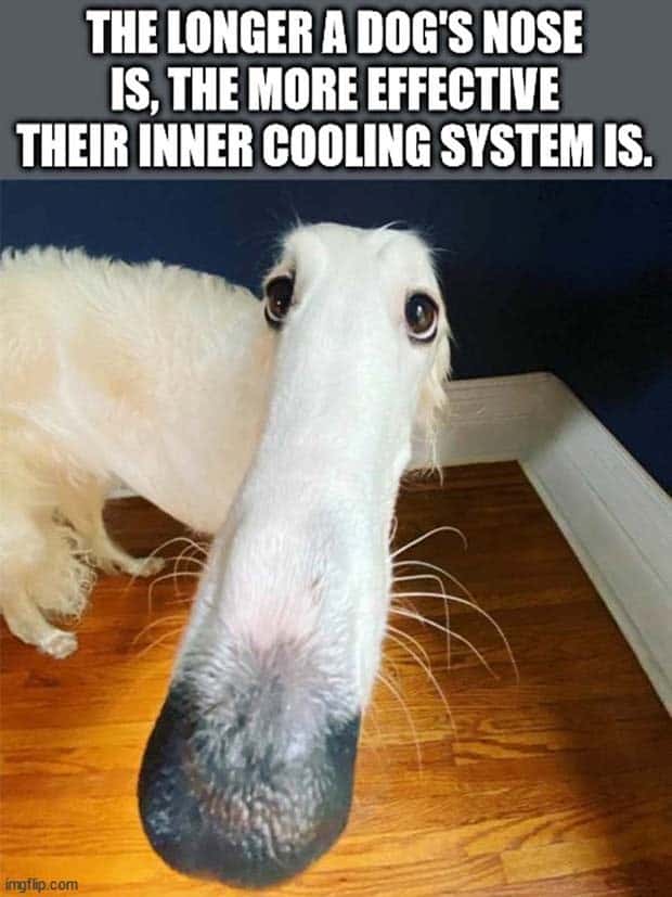 It’s Time for Some Cool and Interesting Facts #403 (24 photos)