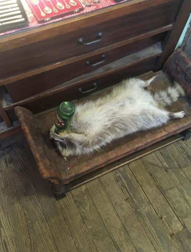 funny animals 1 Get Ready for Funny Animals #358 (28 photos)