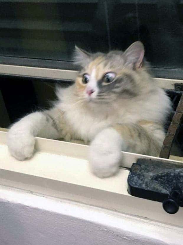 funny animals 12 Get Ready for Funny Animals #358 (28 photos)