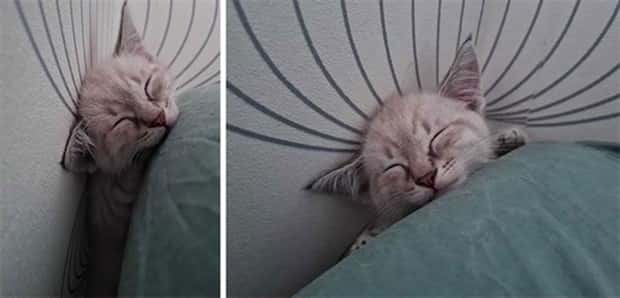 Get Ready for Funny Animals #359 (27 photos)