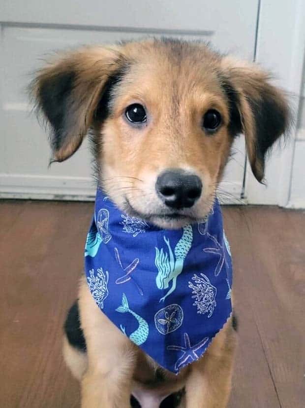 Get Ready for Funny Animals #359 (27 photos)