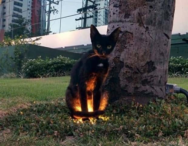 funny animals 16 Get Ready for Funny Animals #358 (28 photos)