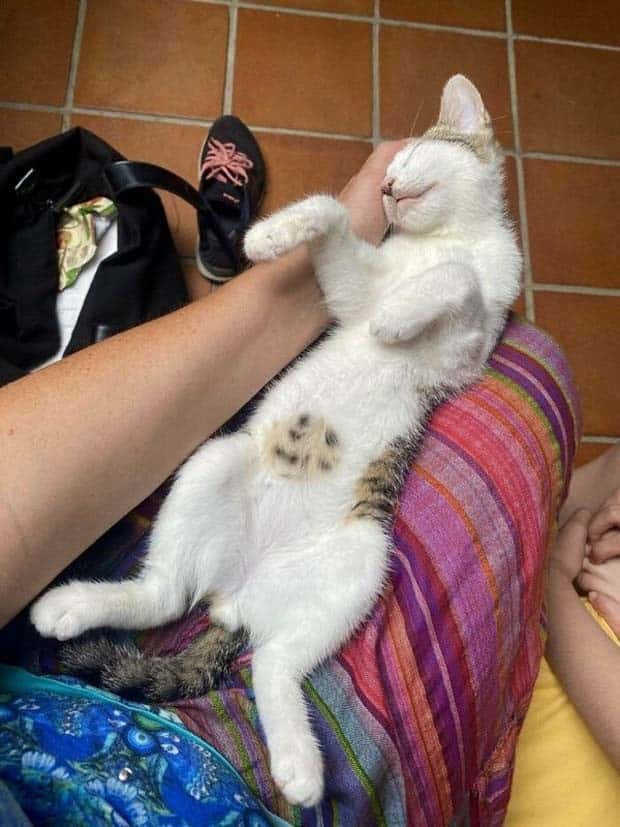 Get Ready for Funny Animals #359 (27 photos)