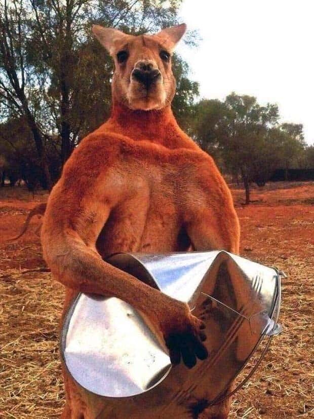 funny animals 18 Get Ready for Funny Animals #358 (28 photos)