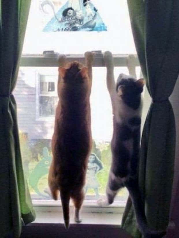 funny animals 19 Get Ready for Funny Animals #358 (28 photos)