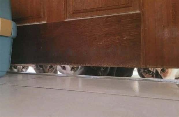 Get Ready for Funny Animals #359 (27 photos)