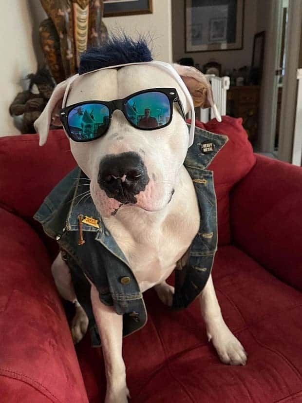 funny animals 2 Get Ready for Funny Animals #358 (28 photos)