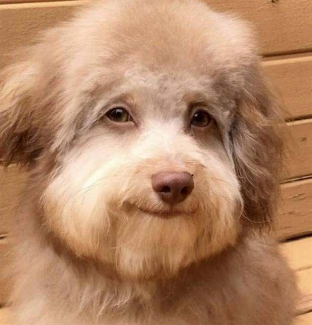 funny animals 20 Get Ready for Funny Animals #358 (28 photos)