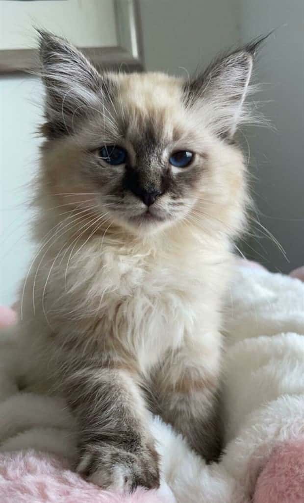 Get Ready for Funny Animals #359 (27 photos)