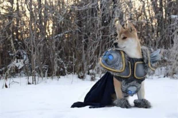 funny animals 22 Get Ready for Funny Animals #358 (28 photos)