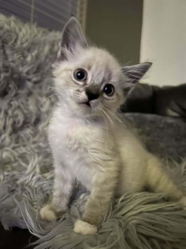 Get Ready for Funny Animals #359 (27 photos)