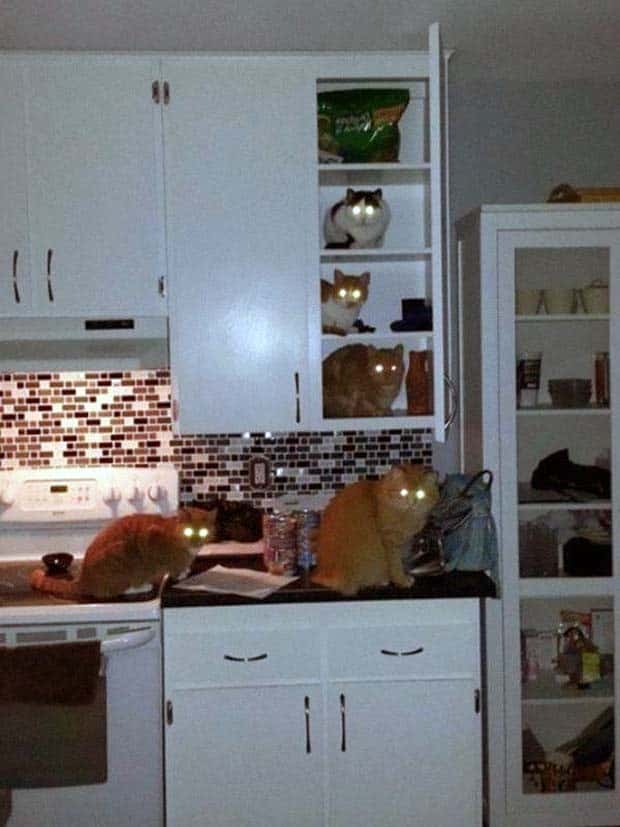 funny animals 23 Get Ready for Funny Animals #358 (28 photos)