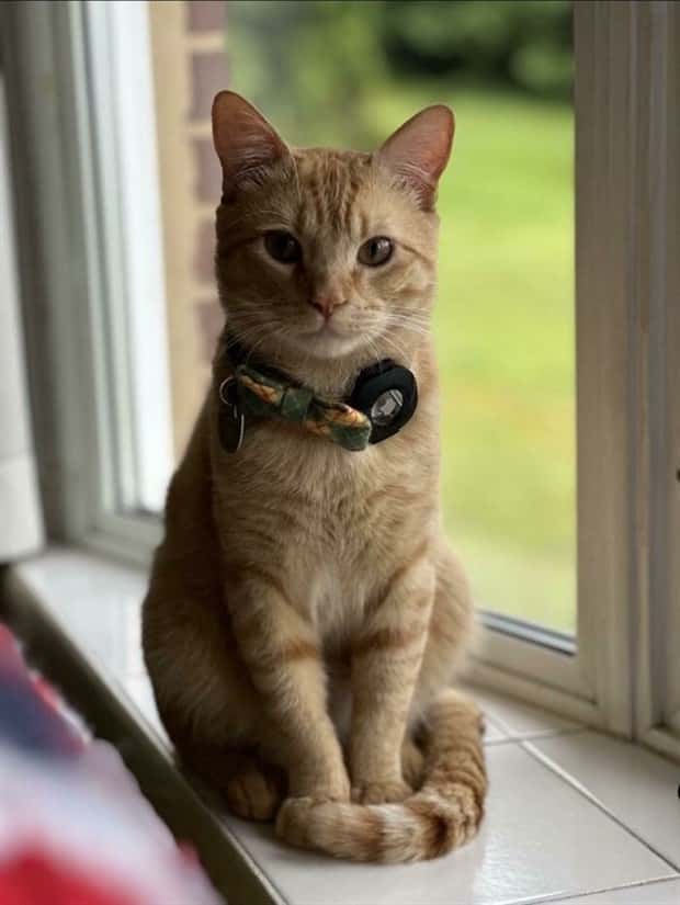 Get Ready for Funny Animals #359 (27 photos)