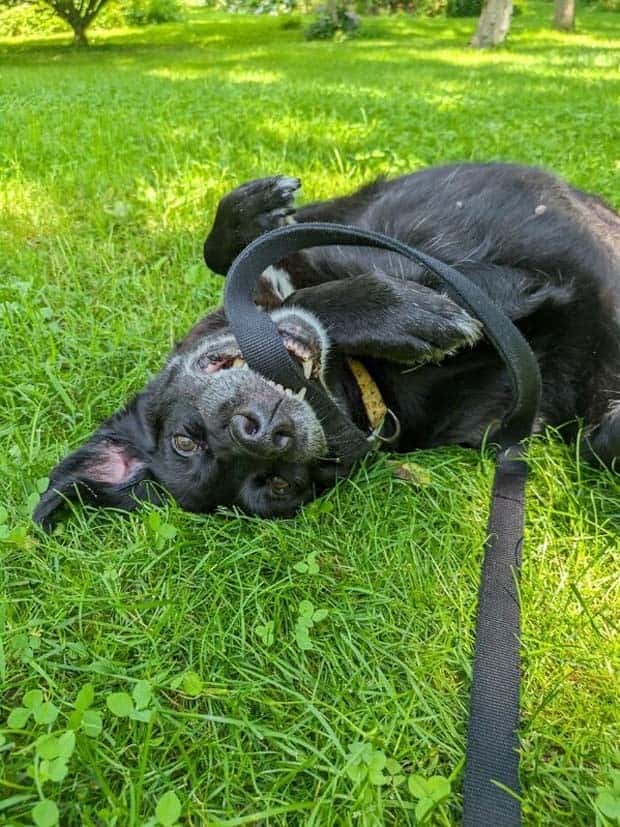 Get Ready for Funny Animals #359 (27 photos)