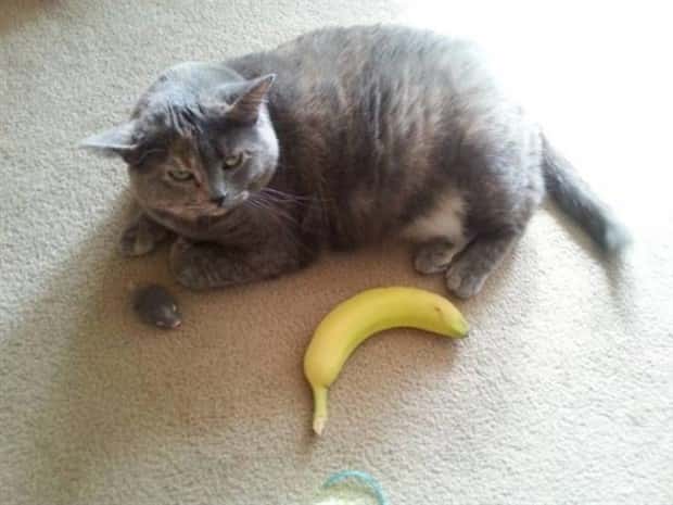 funny animals 26 Get Ready for Funny Animals #358 (28 photos)