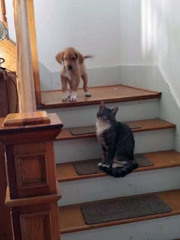 funny animals 28 Get Ready for Funny Animals #358 (28 photos)