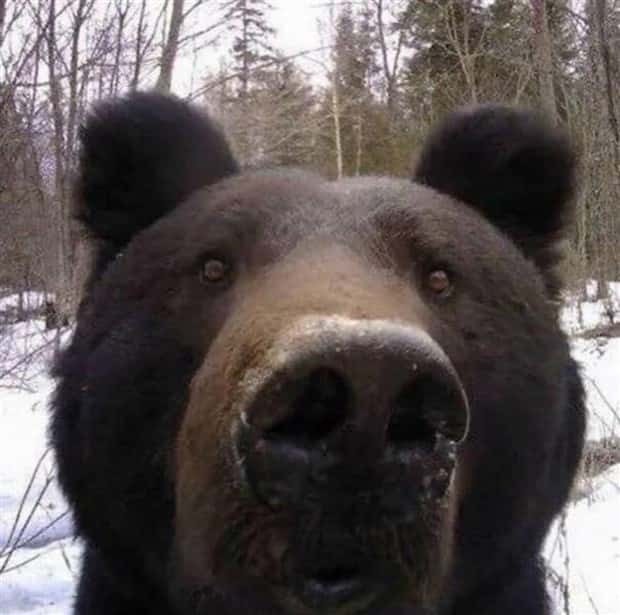 funny animals 3 Get Ready for Funny Animals #358 (28 photos)