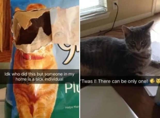 Get Ready for Funny Animals #359 (27 photos)