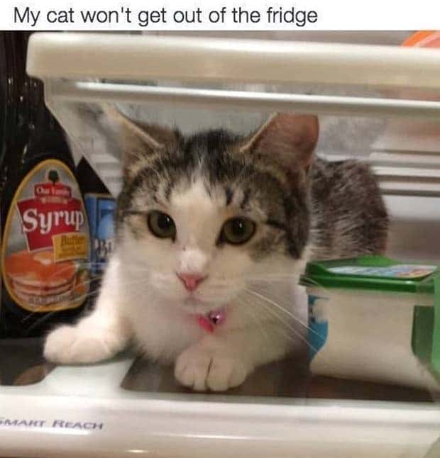 Get Ready for Funny Animals #359 (27 photos)