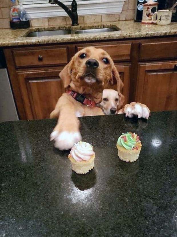 funny animals 7 Get Ready for Funny Animals #358 (28 photos)