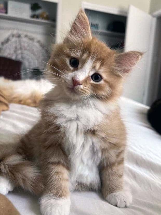 Get Ready for Funny Animals #359 (27 photos)