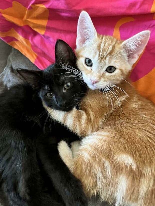 Get Ready for Funny Animals #359 (27 photos)