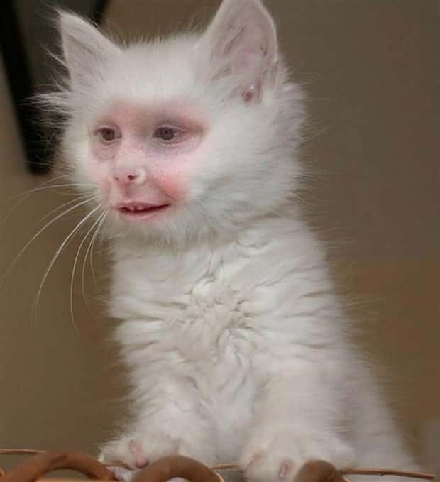 Unsettling Yet Hilarious Face Swaps (46 photos)