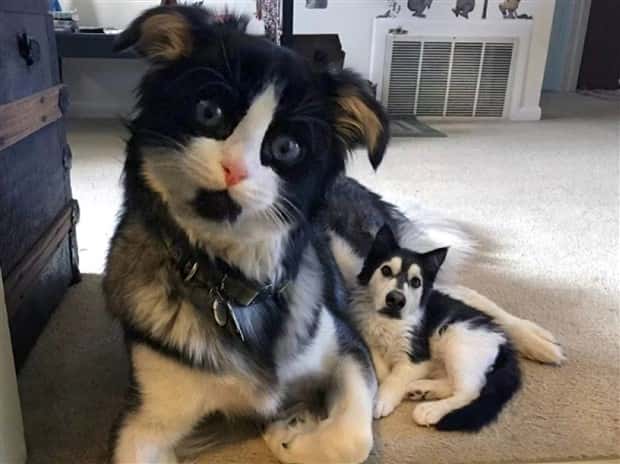 Unsettling Yet Hilarious Face Swaps (46 photos)
