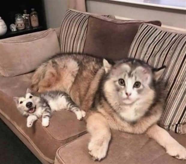 Unsettling Yet Hilarious Face Swaps (46 photos)