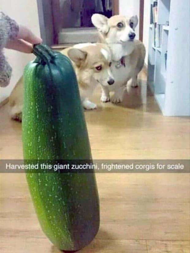 Funny Pics and Memes to Make You Laugh #128 (23 photos)