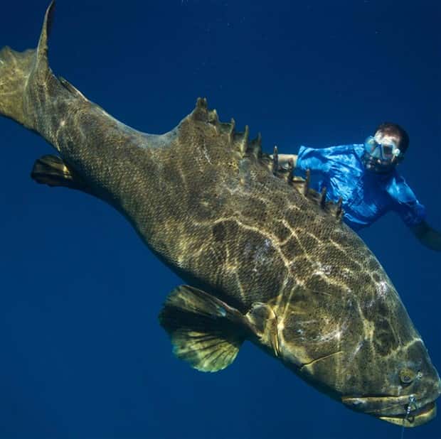 People Facing Huge Animals Up Close (41 photos)