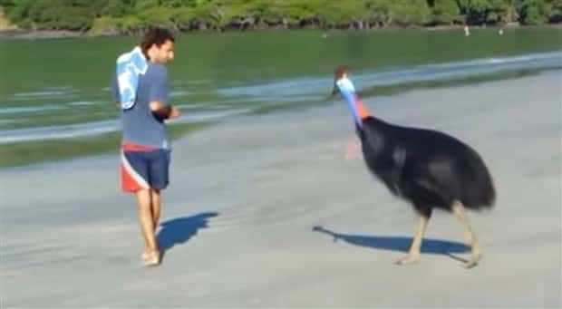 People Facing Huge Animals Up Close (41 photos)