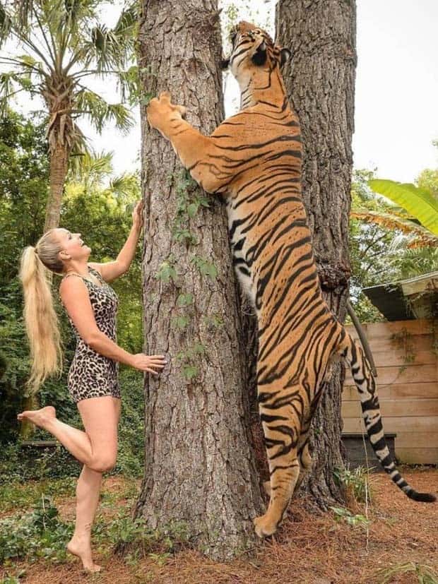 People Facing Huge Animals Up Close (41 photos)