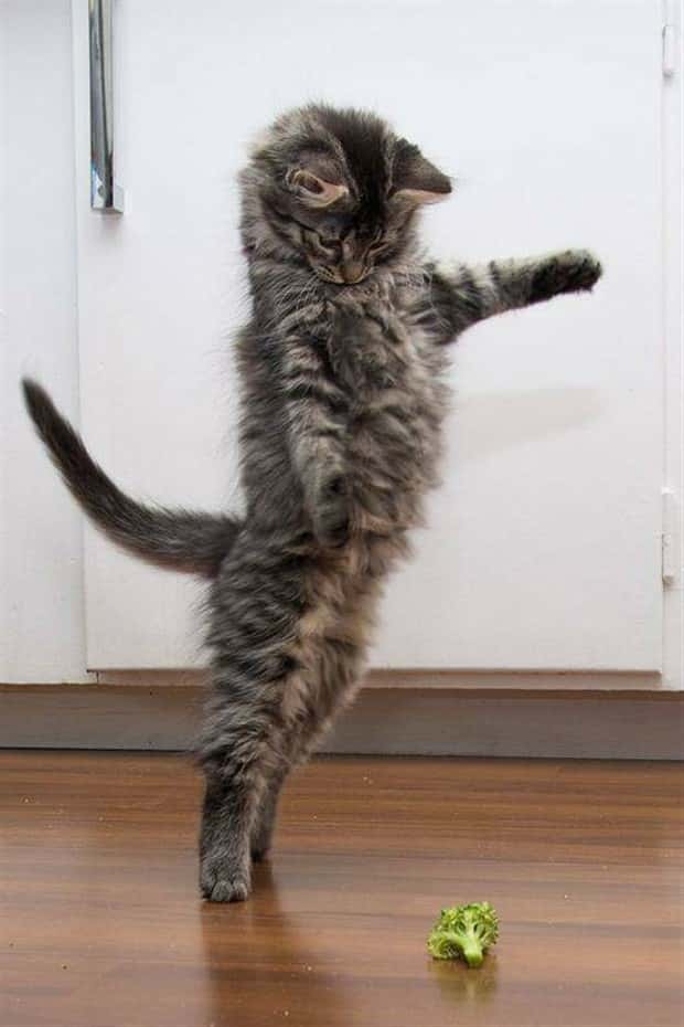 klyker picdump 11 13 2024 32 Klyker Picdump #1593 (43 photos)