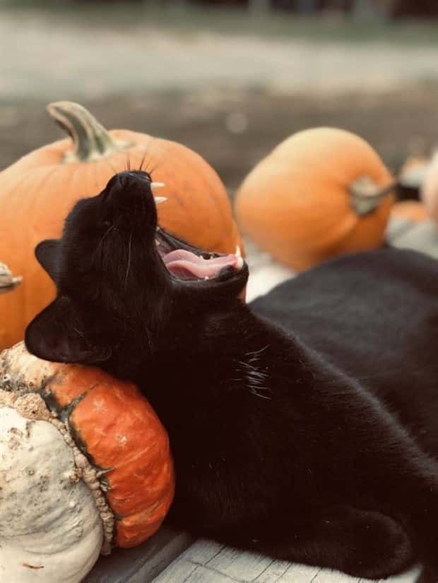 klyker picdump 11 13 2024 4 Klyker Picdump #1593 (43 photos)