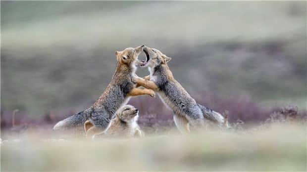 Klyker Picdump #1594 (44 photos)