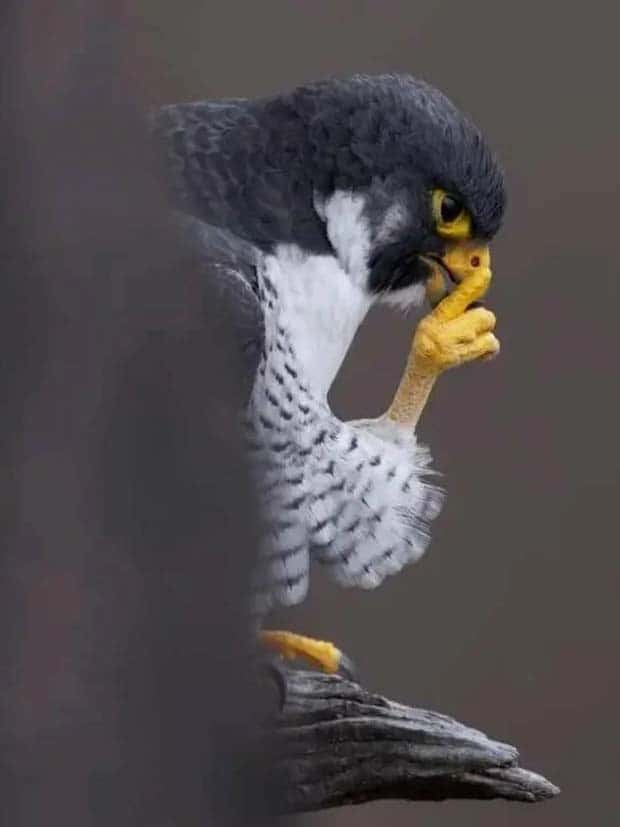 Klyker Picdump #1596 (41 photos)