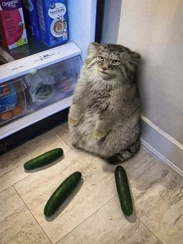 Klyker Picdump #1598 (43 photos)