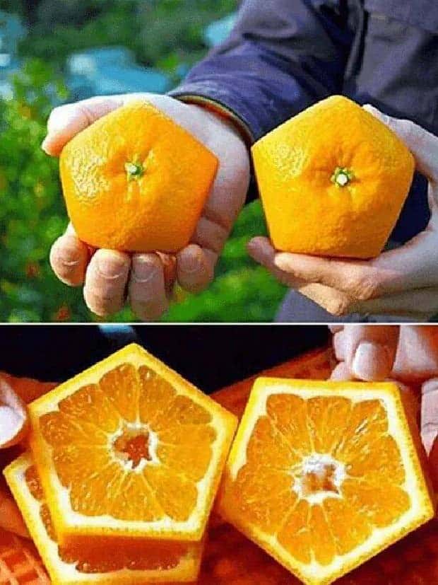 klyker picdump 11 27 2024 4 Klyker Picdump #1603 (43 photos)