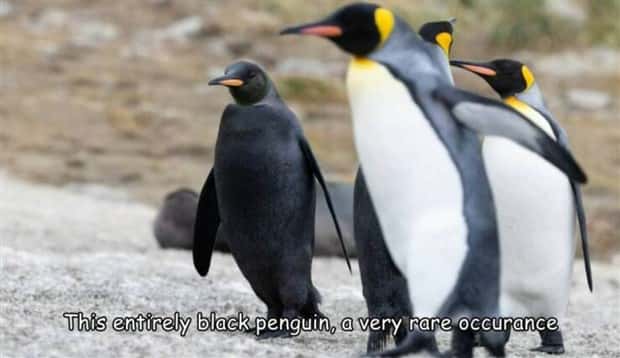 Interesting Pictures with Captions #130 (27 photos)