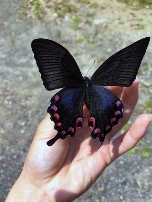 Awesome Pictures You Shouldn’t Miss #133 (26 photos)