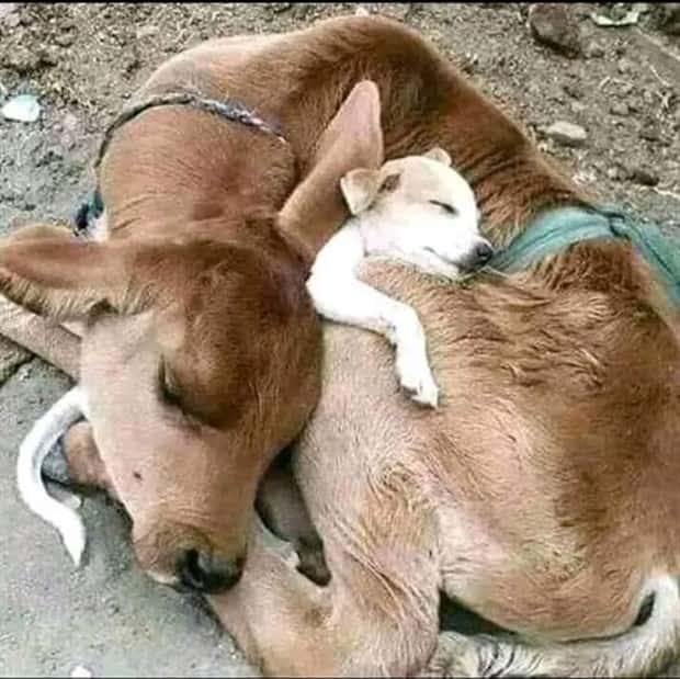 Awesome Pictures You Shouldn’t Miss #130 (23 photos)