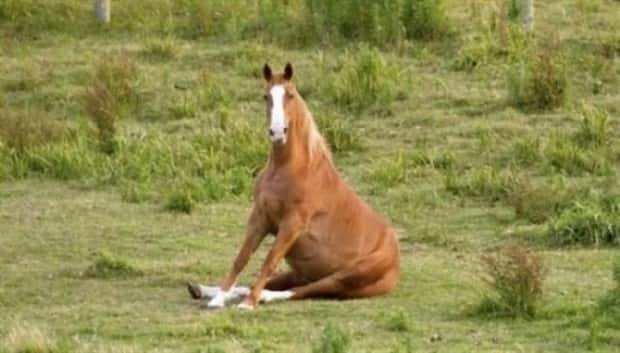 funny animals 13 3 Get Ready for Funny Animals #365 (27 photos)