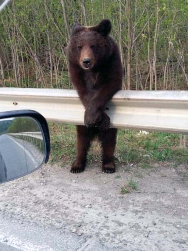 Get Ready for Funny Animals #363 (23 photos)