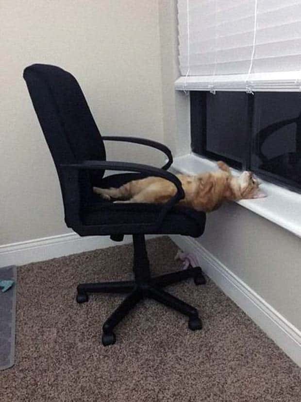 Get Ready for Funny Animals #364 (28 photos)