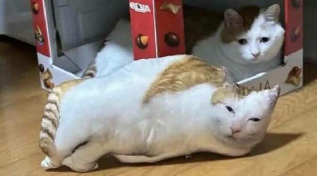 Get Ready for Funny Animals #363 (23 photos)